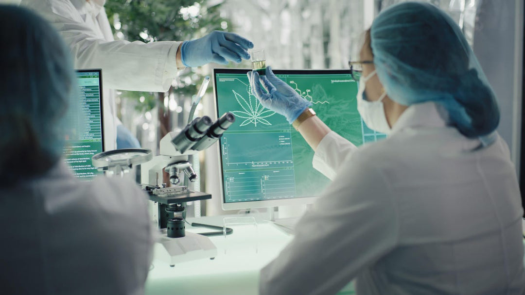 marijuana research 
