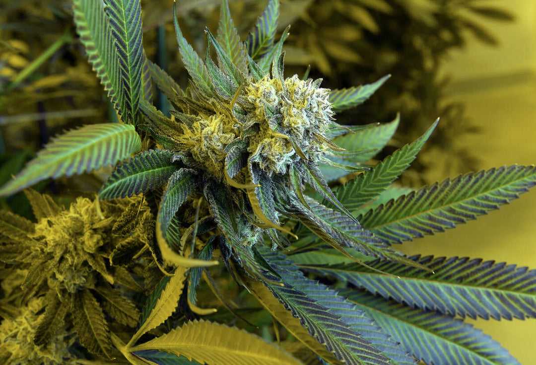 soko cannabis