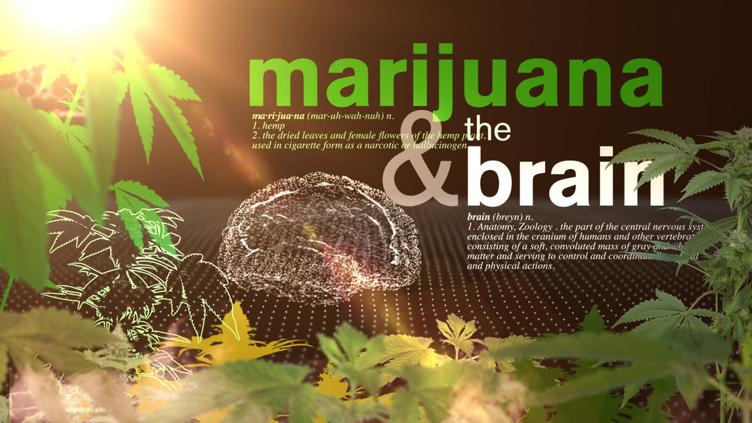 soko cannabis
