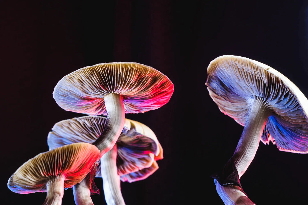soko magic mushrooms 