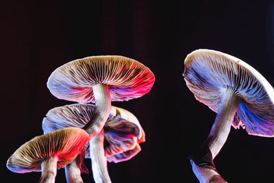 Enhanced Effects Found in Psychedelic Mushrooms  Psilocybin