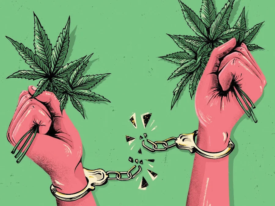 soko cannabis 