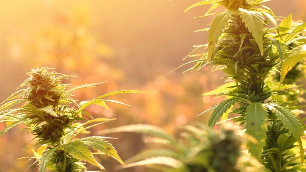 soko cannabis