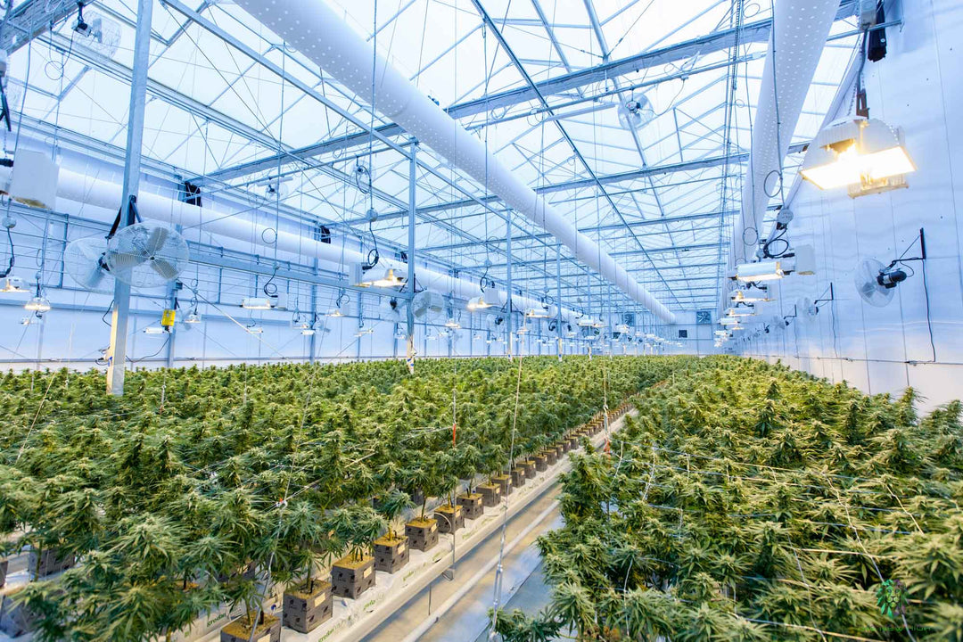 soko cannabis