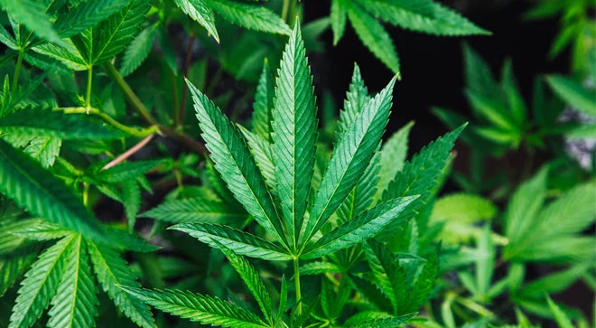 The Soko Cannabis Ball 