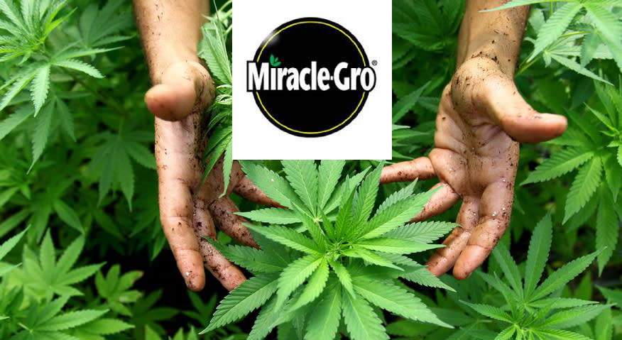 soko cannabis