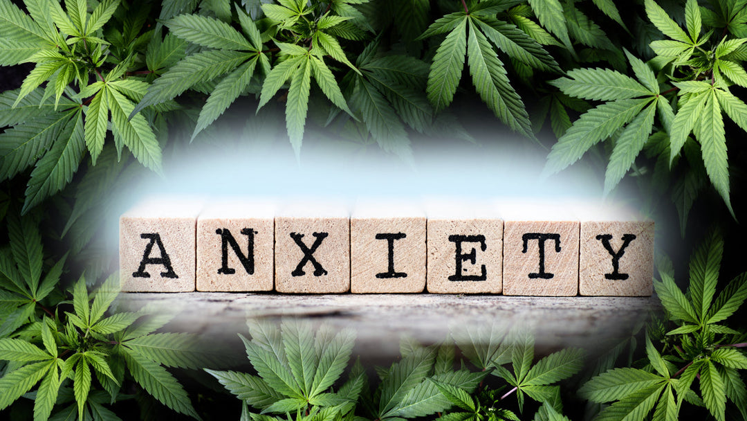 soko cannabis
