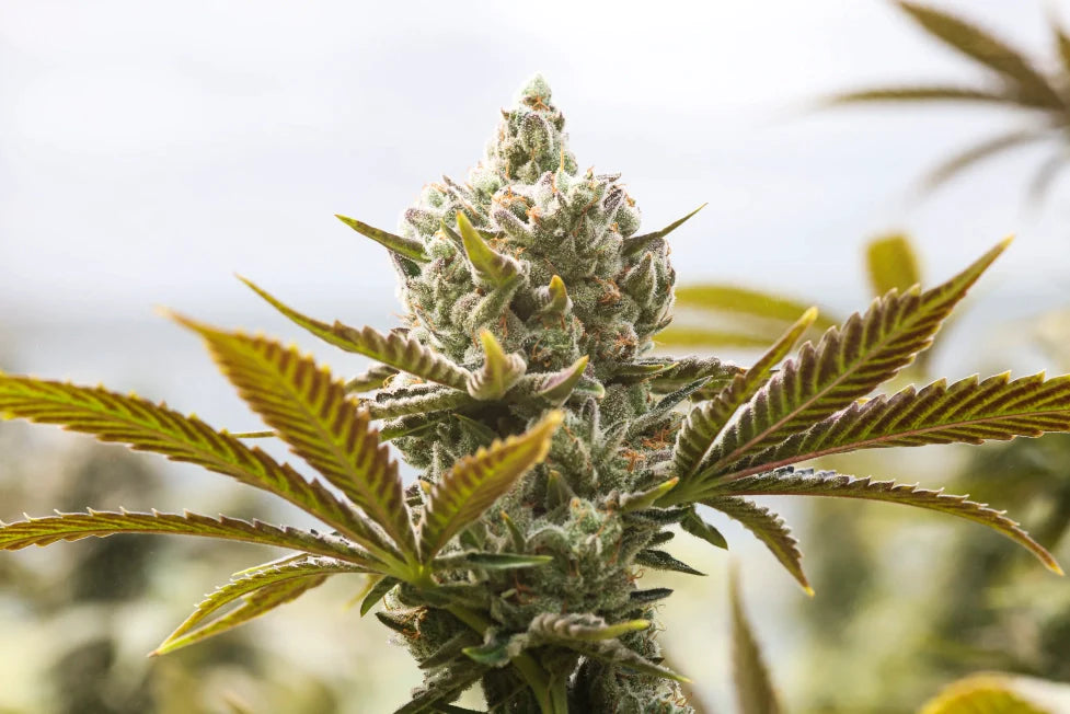 soko cannabis
