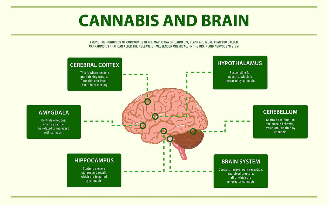 soko cannabis