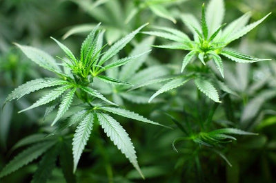 Your Week in Cannabis, Big Industry Developments