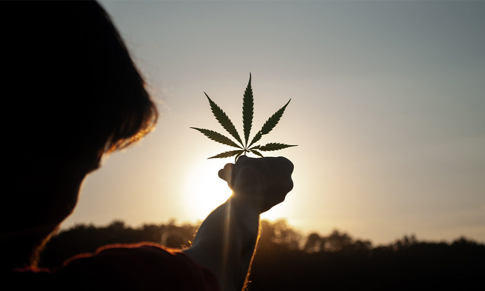 soko cannabis