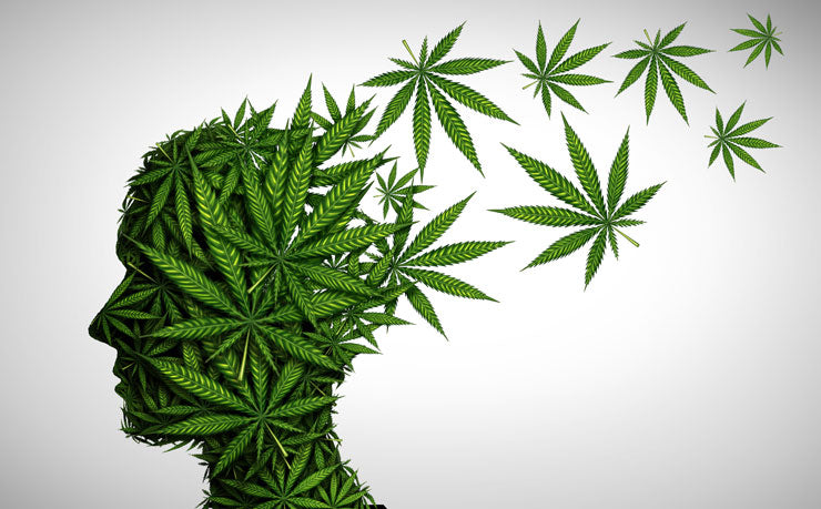 soko cannabis
