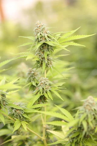 Marijuana Plant leaves and flower