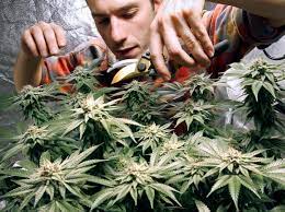 soko cannabis
