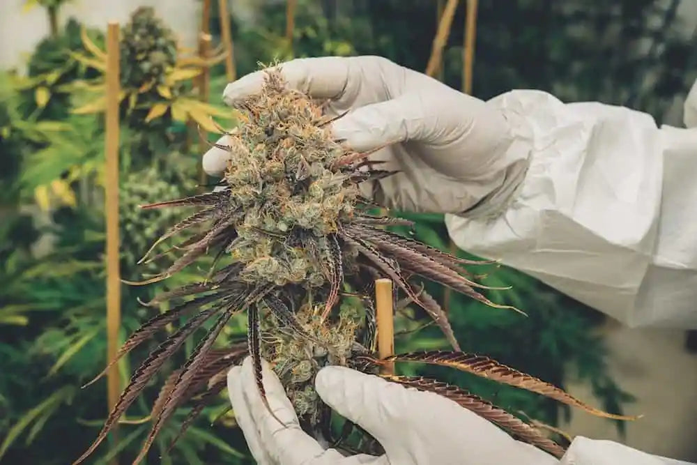 soko cannabis