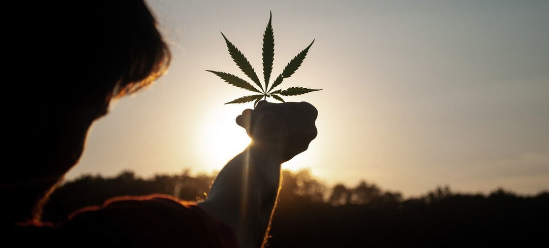 soko cannabis