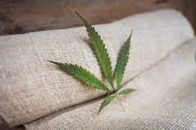 soko cannabis 
