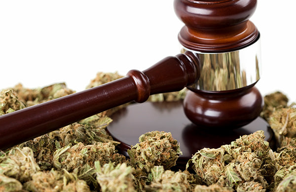 soko cannabis