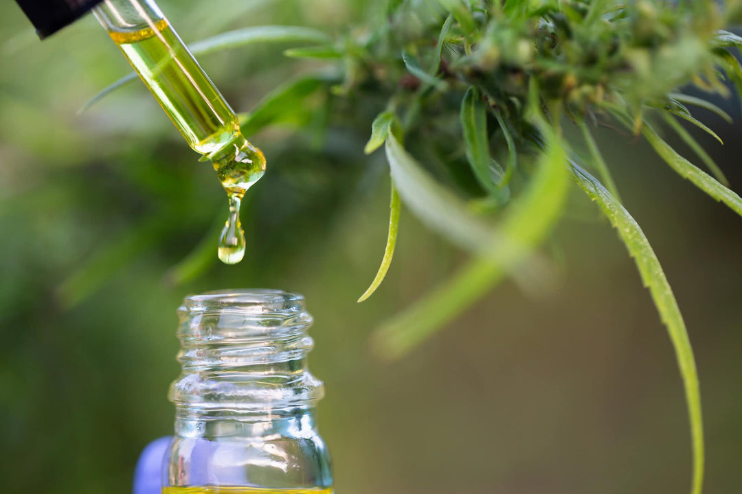soko cannabis