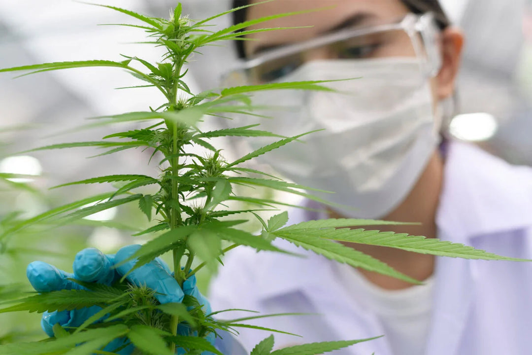 soko cannabis
