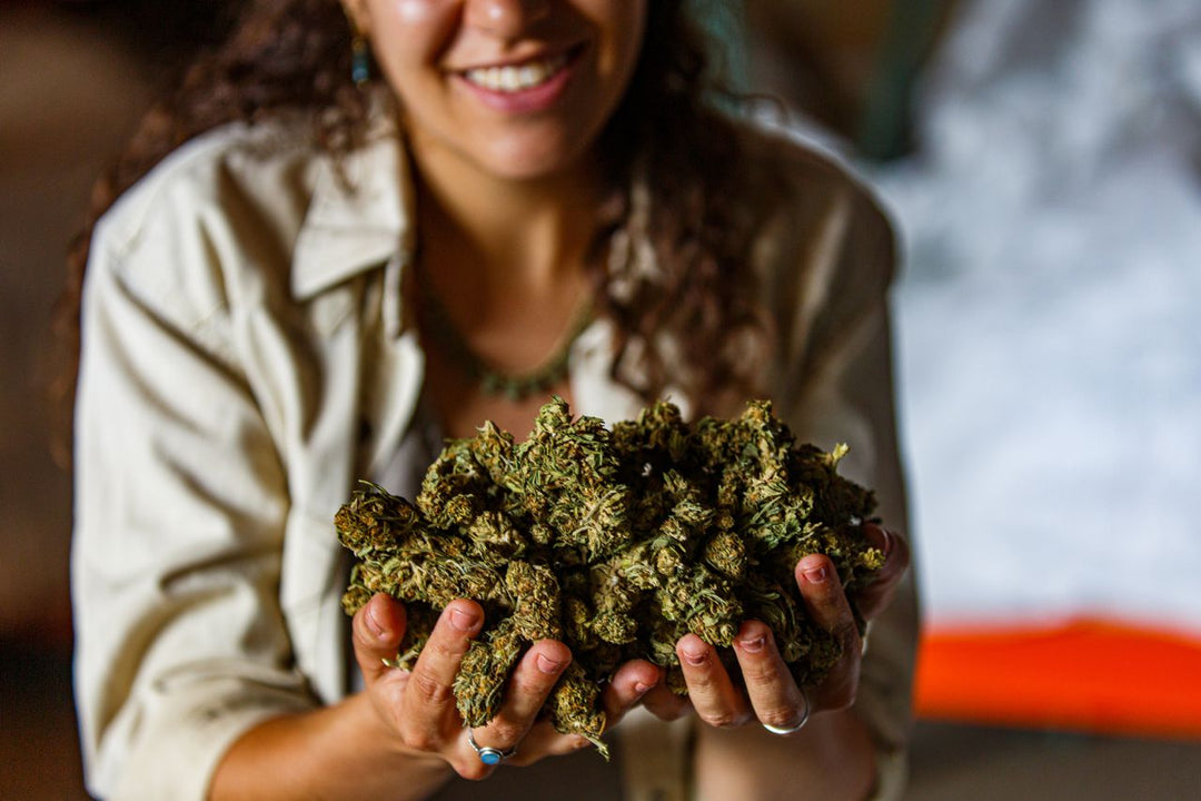 soko cannabis
