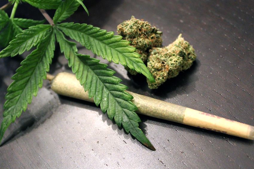 soko cannabis