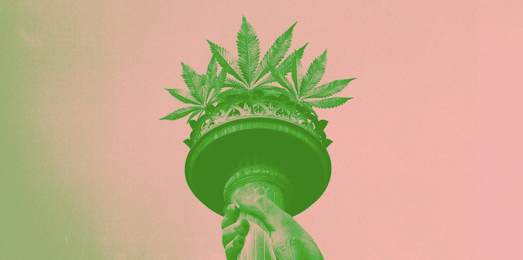 soko cannabis 
