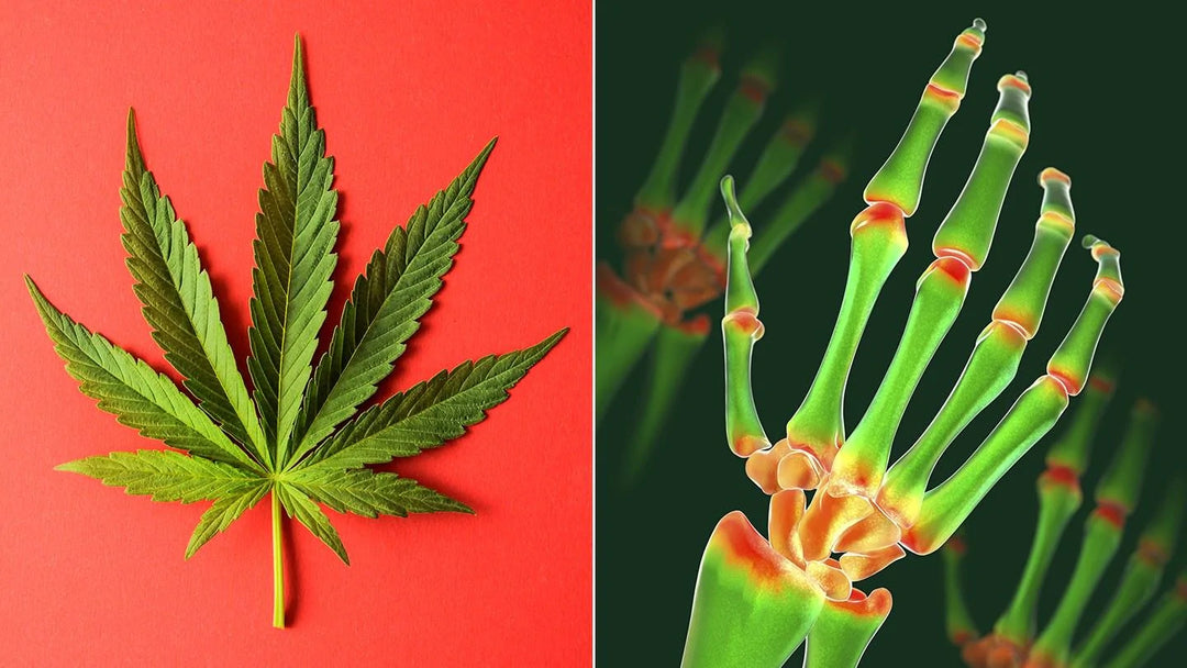 soko cannabis thc delta 8 marijuana