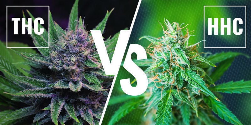THC vs HHC soko cannabis